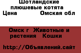 Шотландские плюшевые котята › Цена ­ 3 000 - Омская обл., Омск г. Животные и растения » Кошки   